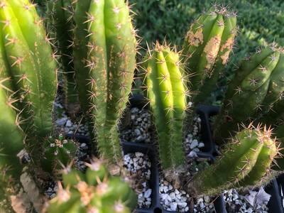 128bde4c61c67098.jpg Mosaic Virus - cactus pest and disease reference photo 5