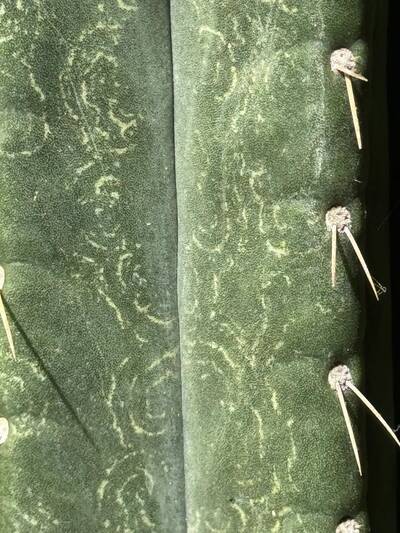 268614473d04dbe5.jpg Mosaic Virus - cactus pest and disease reference photo 15