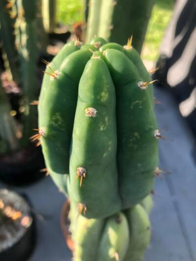 365285a7c44512be.jpg Mosaic Virus - cactus pest and disease reference photo 6