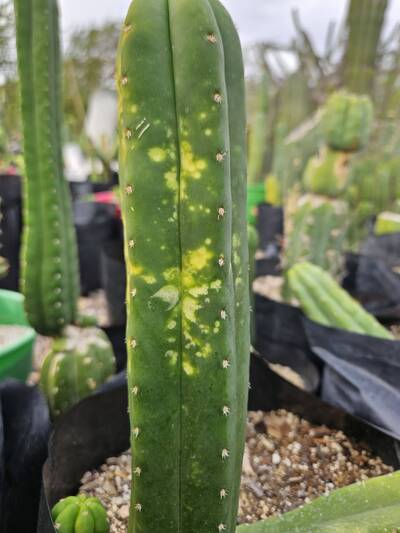 649ead2a6732051a.jpg Mosaic Virus - cactus pest and disease reference photo 1