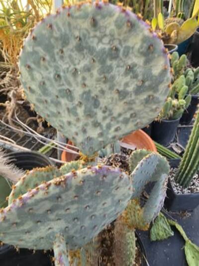 d0139a2c19a8eaa7.jpg Mosaic Virus - cactus pest and disease reference photo 16