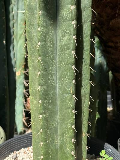 d0c2469686304aab.jpg Mosaic Virus - cactus pest and disease reference photo 17