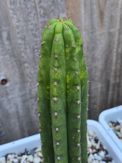 eb94e89c0f3c31d2.jpg Mosaic Virus - cactus pest and disease reference photo 22