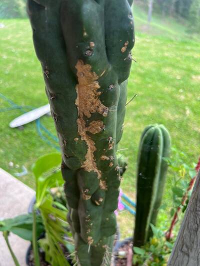 3f3ac1e3d7933a31.jpg Neocystalidium dimidiatum - cactus pest and disease reference photo 1