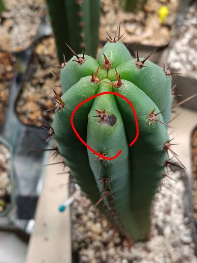74c4a54a1bdfaf92.jpg Neofusicoccum (fungal canker pathogen) - cactus pest and disease reference photo 3