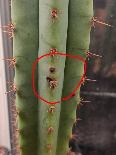 7afc2a5c0016fc0b.jpg Neofusicoccum (fungal canker pathogen) - cactus pest and disease reference photo 4