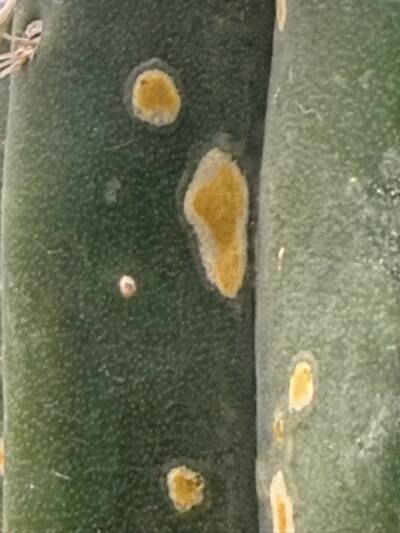 7bf35ea2ad943e8c.jpg Neofusicoccum (fungal canker pathogen) - cactus pest and disease reference photo 1
