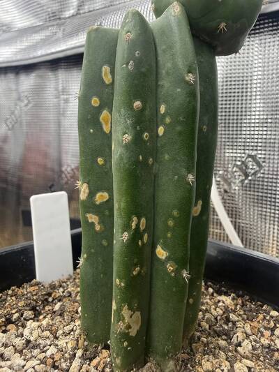 fac44abf343d1076.jpg Neofusicoccum (fungal canker pathogen) - cactus pest and disease reference photo 2