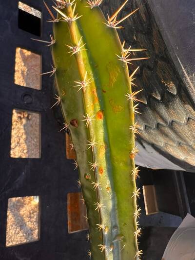 cbe6ec0572712f45.jpg Nigrospora - cactus pest and disease reference photo 2