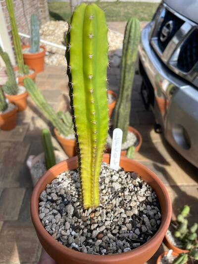 7cf5ba3cfd9f72db.jpg nutrient deficiency - cactus pest and disease reference photo 3