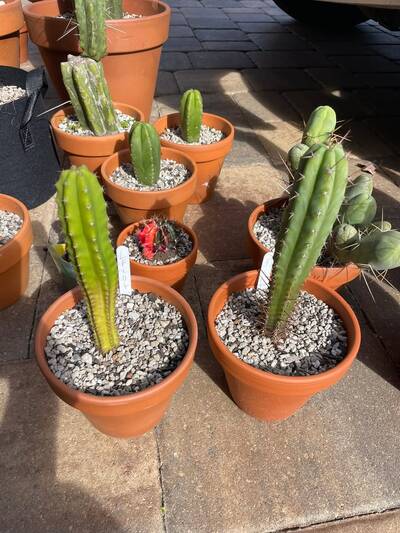 e65f84a8feffe438.jpg nutrient deficiency - cactus pest and disease reference photo 4