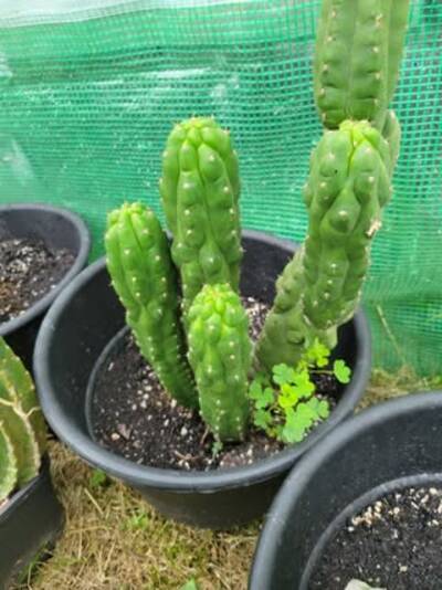 21e61c88016b2865.jpg oxalis - cactus pest and disease reference photo 1