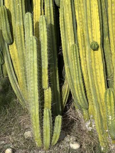 7f51c5f69f5915c3.jpg oxalis - cactus pest and disease reference photo 2