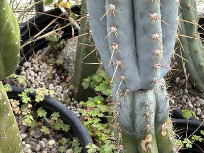 ffdf3dbdbd8b08f0.jpg oxalis - cactus pest and disease reference photo 4