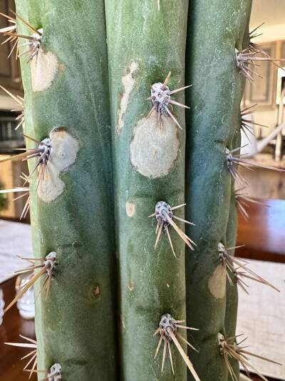 67ebb4fcfa44d615.jpg Phomopsis - cactus pest and disease reference photo 1