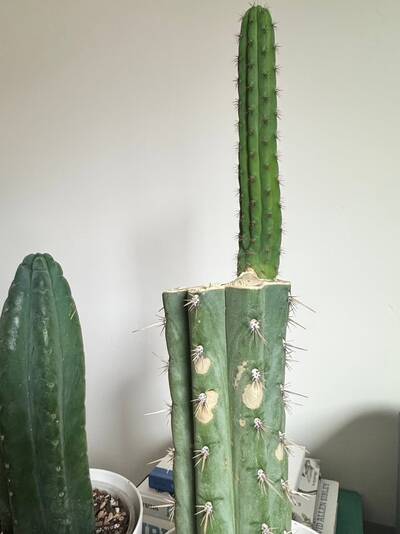 8eb69e0dab6cf8bc.jpg Phomopsis - cactus pest and disease reference photo 2