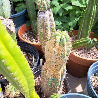 b9142129a81178a7.jpg Phyllosticta - cactus pest and disease reference photo 2