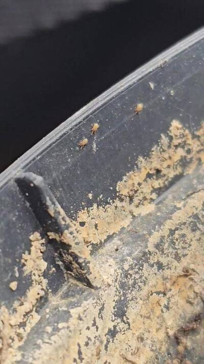 Spider Mites - cactus pest and disease reference photo 9