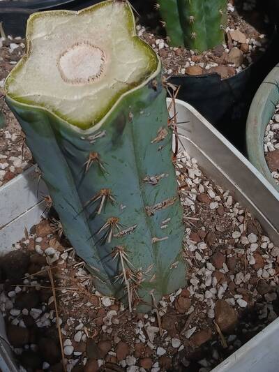 182811f53842301f.jpg Root Rot - cactus pest and disease reference photo 11