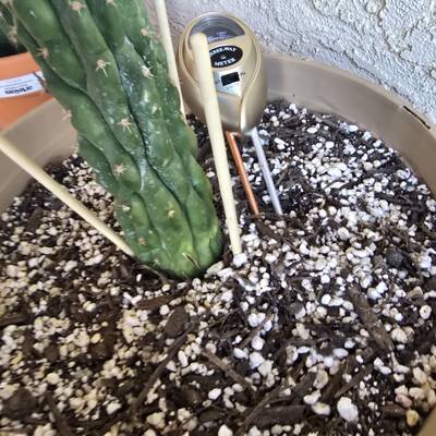 781b5ef697df4d39.jpg Root Rot - cactus pest and disease reference photo 10
