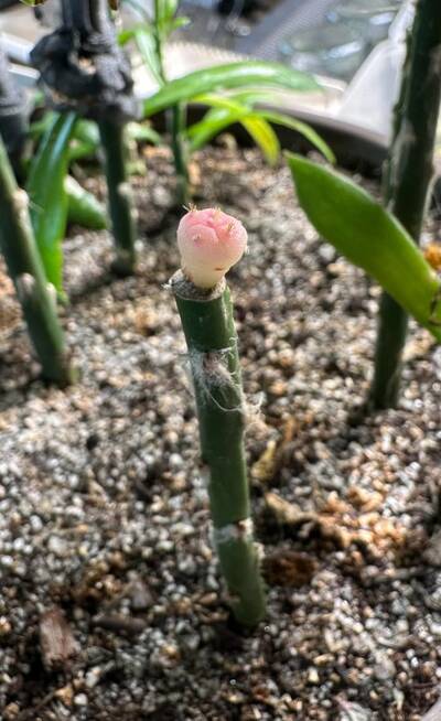 a10bcb073d9a838f.jpg Root Rot - cactus pest and disease reference photo 3