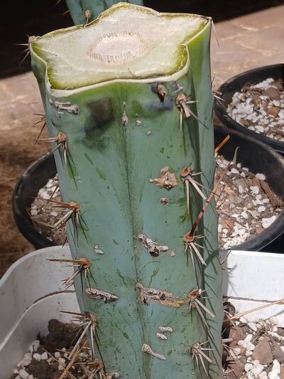 eb84a0797a7f15ea.jpg Root Rot - cactus pest and disease reference photo 13