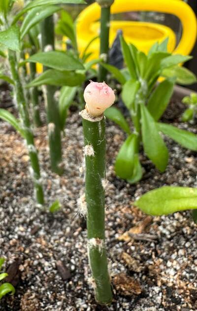 f6653dc60ccfbefd.jpg Root Rot - cactus pest and disease reference photo 4