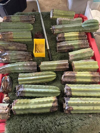 f7d3dc0ef7be152f.jpg Root Rot - cactus pest and disease reference photo 14