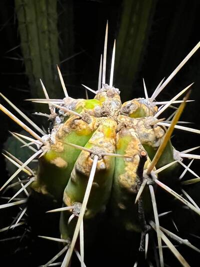 833b2f1fa5114ea0.jpg Rust Fungus (Anthracnose, Colletotrichum gloeosporioides) - cactus pest and disease reference photo 8