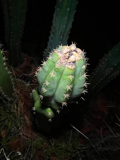 a168896ff55fae76.jpg Rust Fungus (Anthracnose, Colletotrichum gloeosporioides) - cactus pest and disease reference photo 9