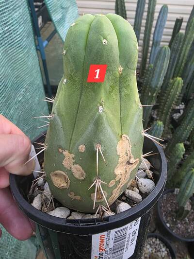 b0d72ce4de55647e.jpg Rust Fungus (Anthracnose, Colletotrichum gloeosporioides) - cactus pest and disease reference photo 4