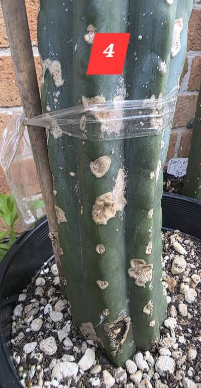 d4e3aa391b25d47b.jpg Rust Fungus (Anthracnose, Colletotrichum gloeosporioides) - cactus pest and disease reference photo 5