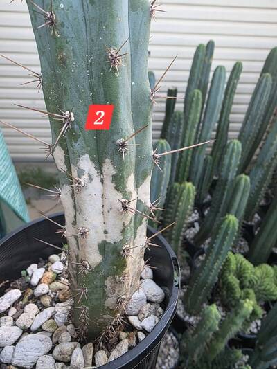 fbf21b7f3afba112.jpg Rust Fungus (Anthracnose, Colletotrichum gloeosporioides) - cactus pest and disease reference photo 6