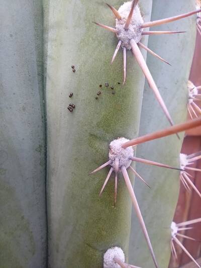 07070e5997b9cb5e.jpg Scale Insects - cactus pest and disease reference photo 7