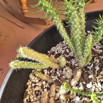 0c82500a31329c8e.jpg Scale Insects - cactus pest and disease reference photo 2