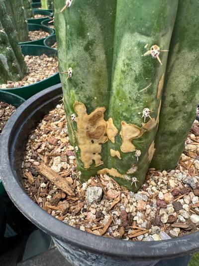 6cbdfd36598825de.jpg Scale Insects - cactus pest and disease reference photo 8