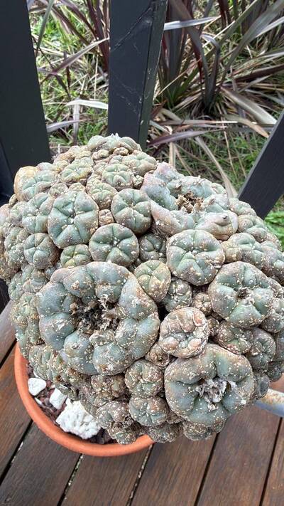 7d61117a2634bbf8.jpg Scale Insects - cactus pest and disease reference photo 2