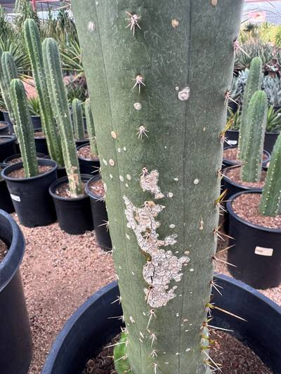 a2d08cf9e210c418.jpg Scale Insects - cactus pest and disease reference photo 5