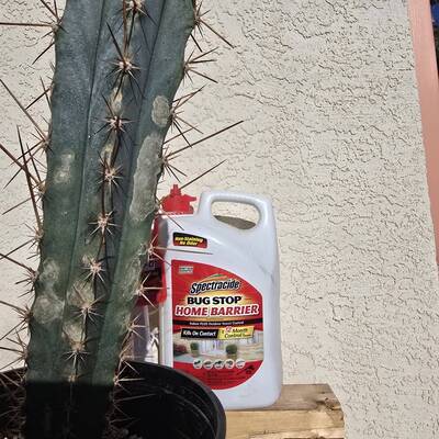 ba4eb54cff276b16.jpg Scale Insects - cactus pest and disease reference photo 3