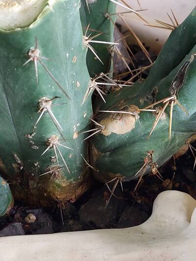 ef9528e48a5f20d4.jpg Scale Insects - cactus pest and disease reference photo 4