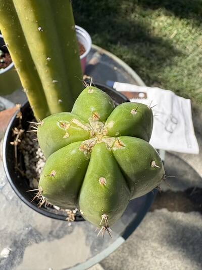 4f6d882a5331e900.jpg Snails and Slugs - cactus pest and disease reference photo 1