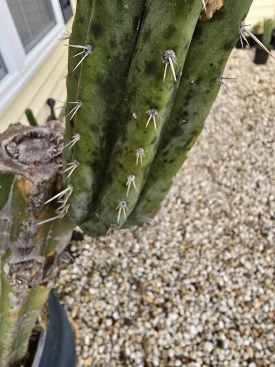 a16fd83bf213f225.jpg Sooty Mold - cactus pest and disease reference photo 3