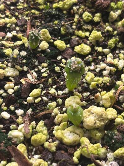 Spider Mites - cactus pest and disease reference photo 1
