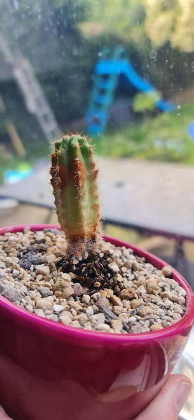 Spider Mites - cactus pest and disease reference photo 6