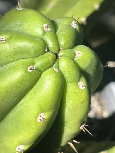 Spider Mites - cactus pest and disease reference photo 5