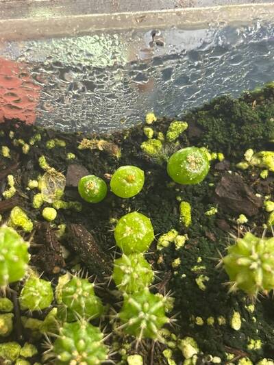 Spider Mites - cactus pest and disease reference photo 2