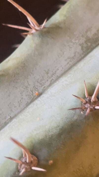 Spider Mites - cactus pest and disease reference photo 8