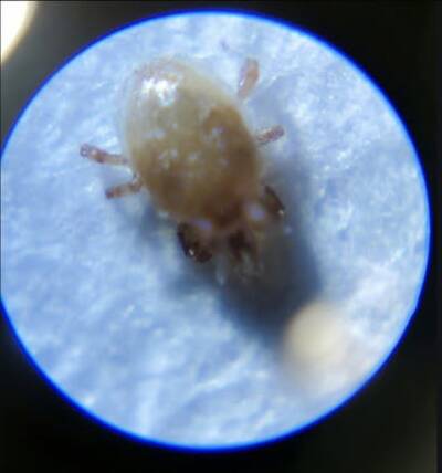 Spider Mites - cactus pest and disease reference photo 3