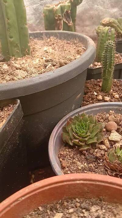 Spider Mites - cactus pest and disease reference photo 4