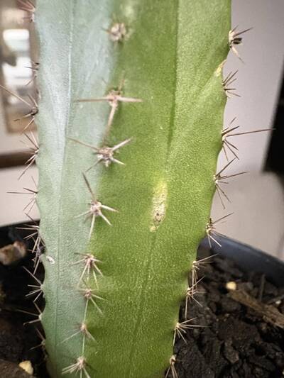 dfff64fb3eb647a7.jpg stretch marks - cactus pest and disease reference photo 1